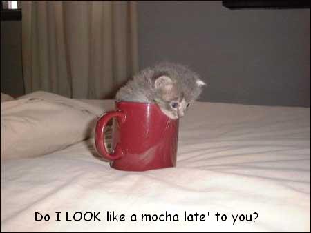 Kakos Pics of Cuteness 342972ufqzg3qblu